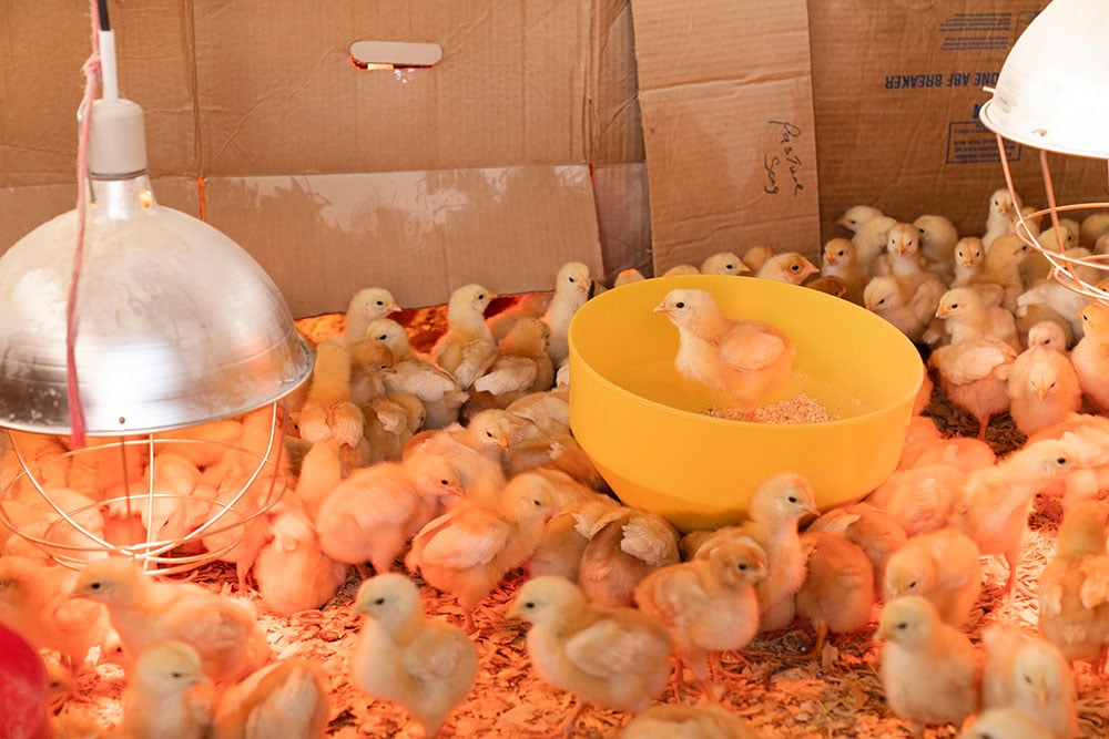 Chicken-inside_unsplash
