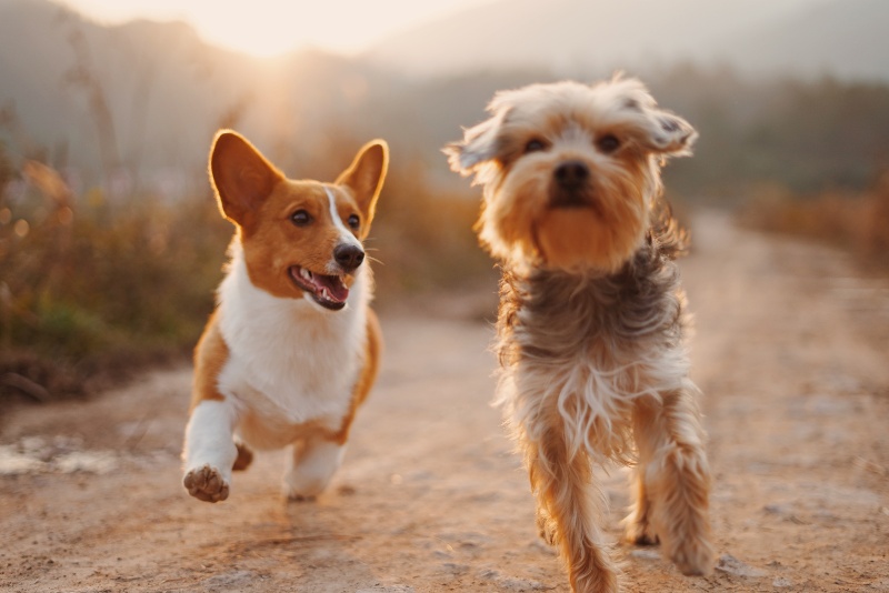 dogs_petfood