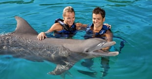 Nado con delfines: Guía de preparación
