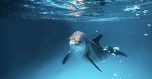 Dolphins and environment protection: This is how we work at Delphinus
