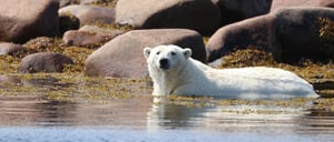Protecting our furry friends and their future: Payworks announces 20th anniversary donation to Polar Bears International