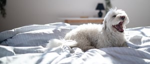 Helping senior dogs find forever homes