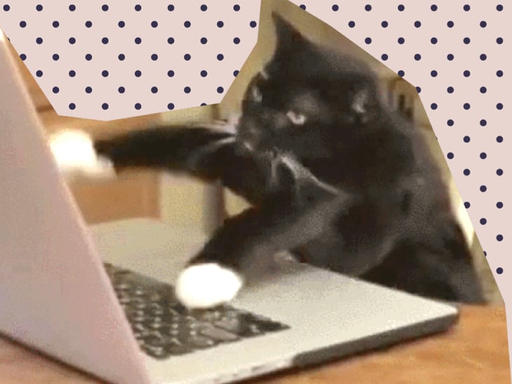 Arg katt som hamrar på en bärbar dator