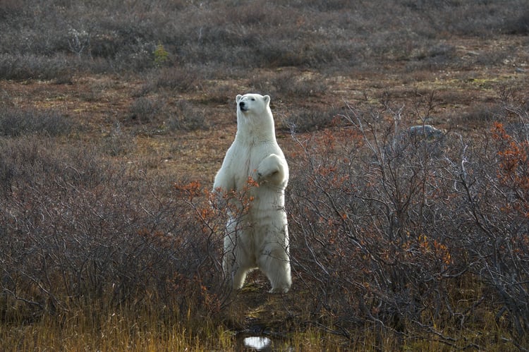 A polar bear stands on its hind legs in Churchill, Canada