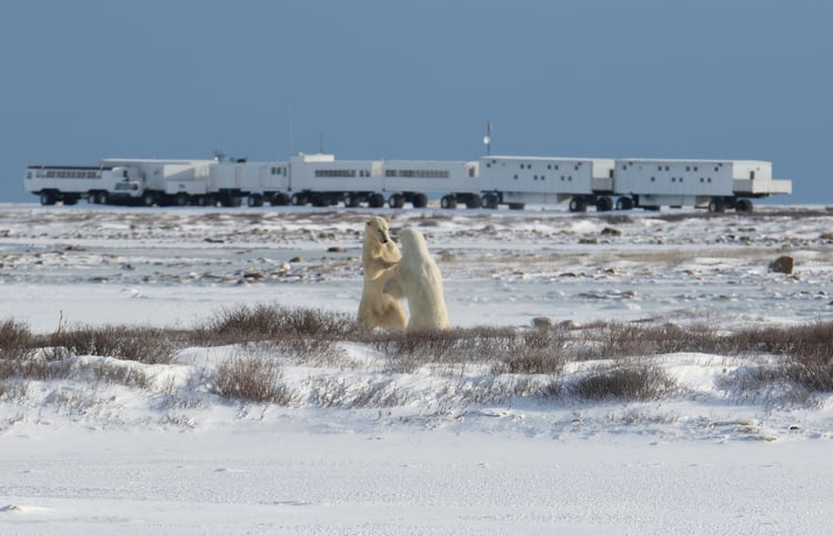 Two polar bears sparring in front of the Tundra Buggy Lodge at Polar Bear Point in Chuchill.