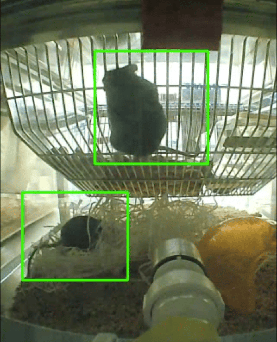 free-webinar-video-based-remote-animal-monitoring