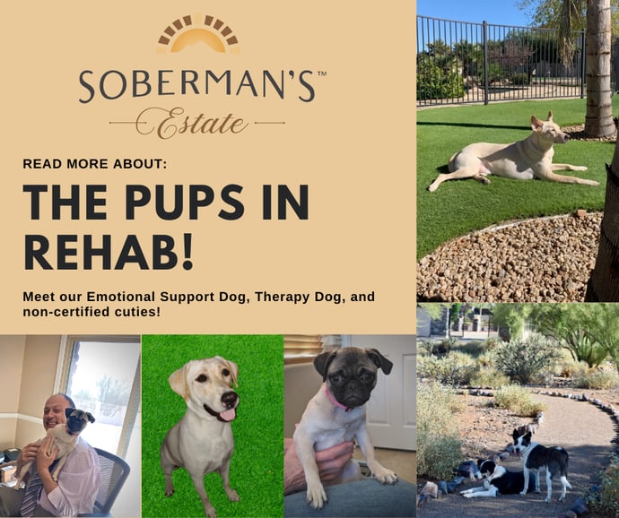 The Pups in Rehab