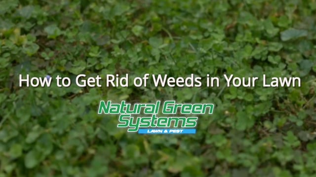 Get rid of weeds in your lawn