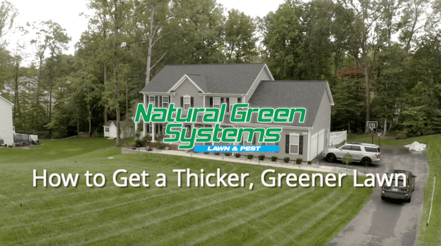 How to Get a Thicker, Greener Lawn - Natural Green