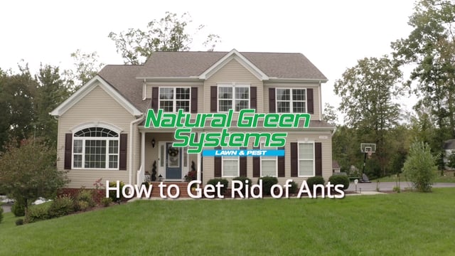 Natural Green - How to Get Rid of Ants-thumb
