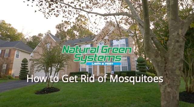 Natural Green - How to Get Rid of Mosquitoes-thumb