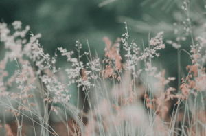 What is ECOpreneurship, and How Do You Get Started?