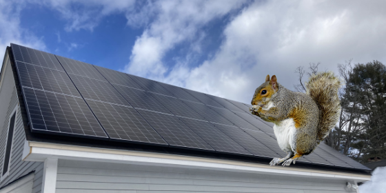 Solar and Squirrels: How to Protect Your Panels