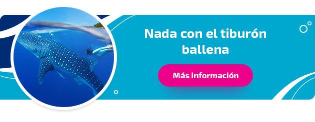nadar con tiburon ballena - caribe mexicano