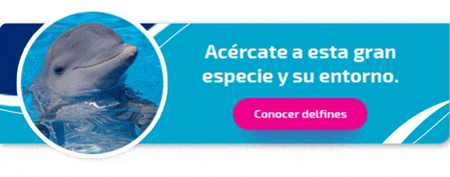 Delphinus_conocer delfines 