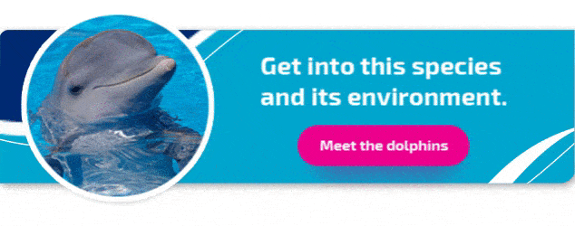 Delphinus_meet the dolphins