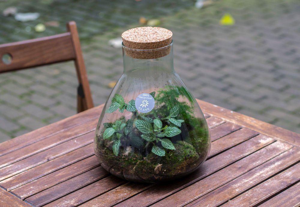 How To Create Your Own Bottle Garden In 5 Steps
