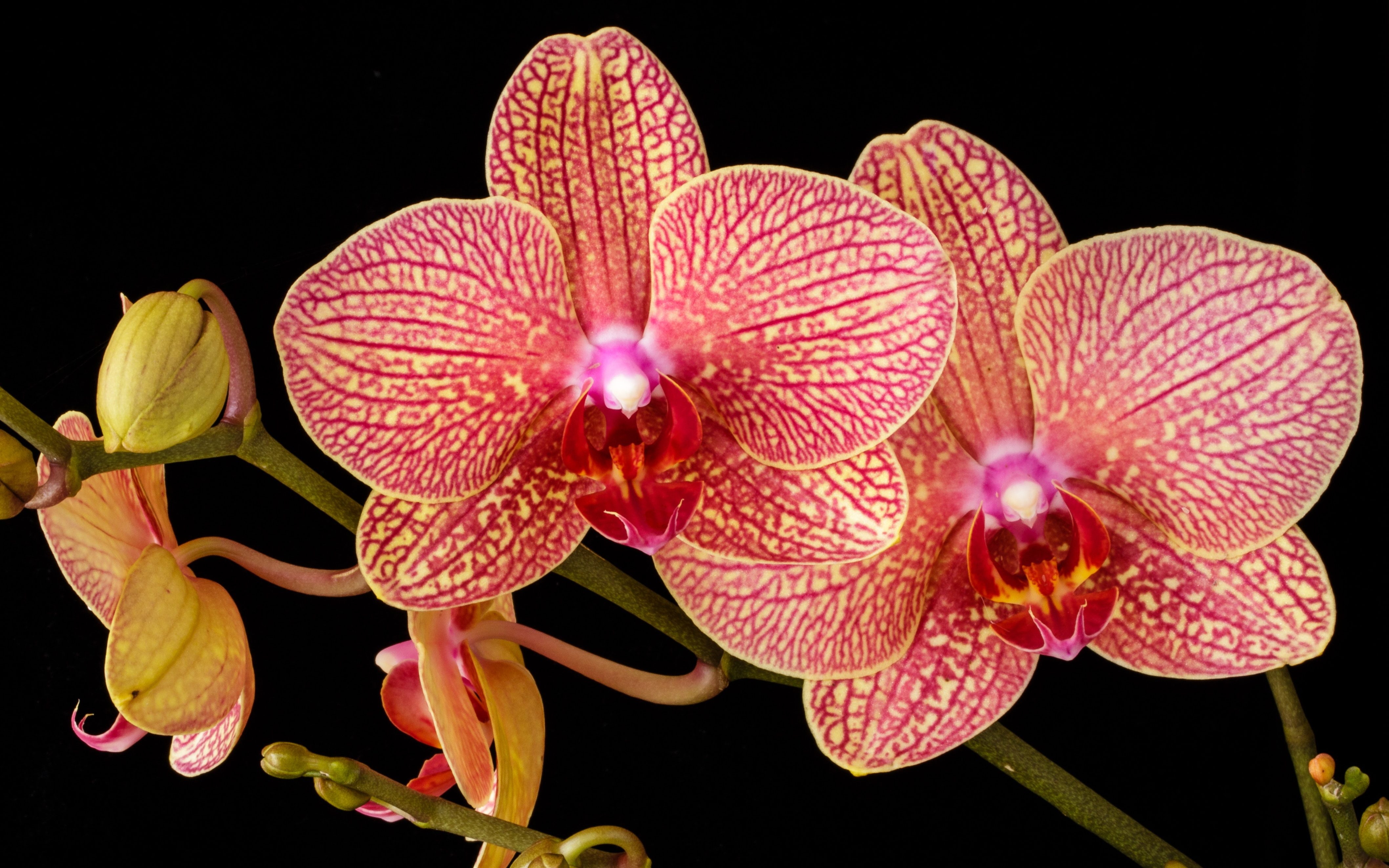 Orchidee-5-e1530704193921-2