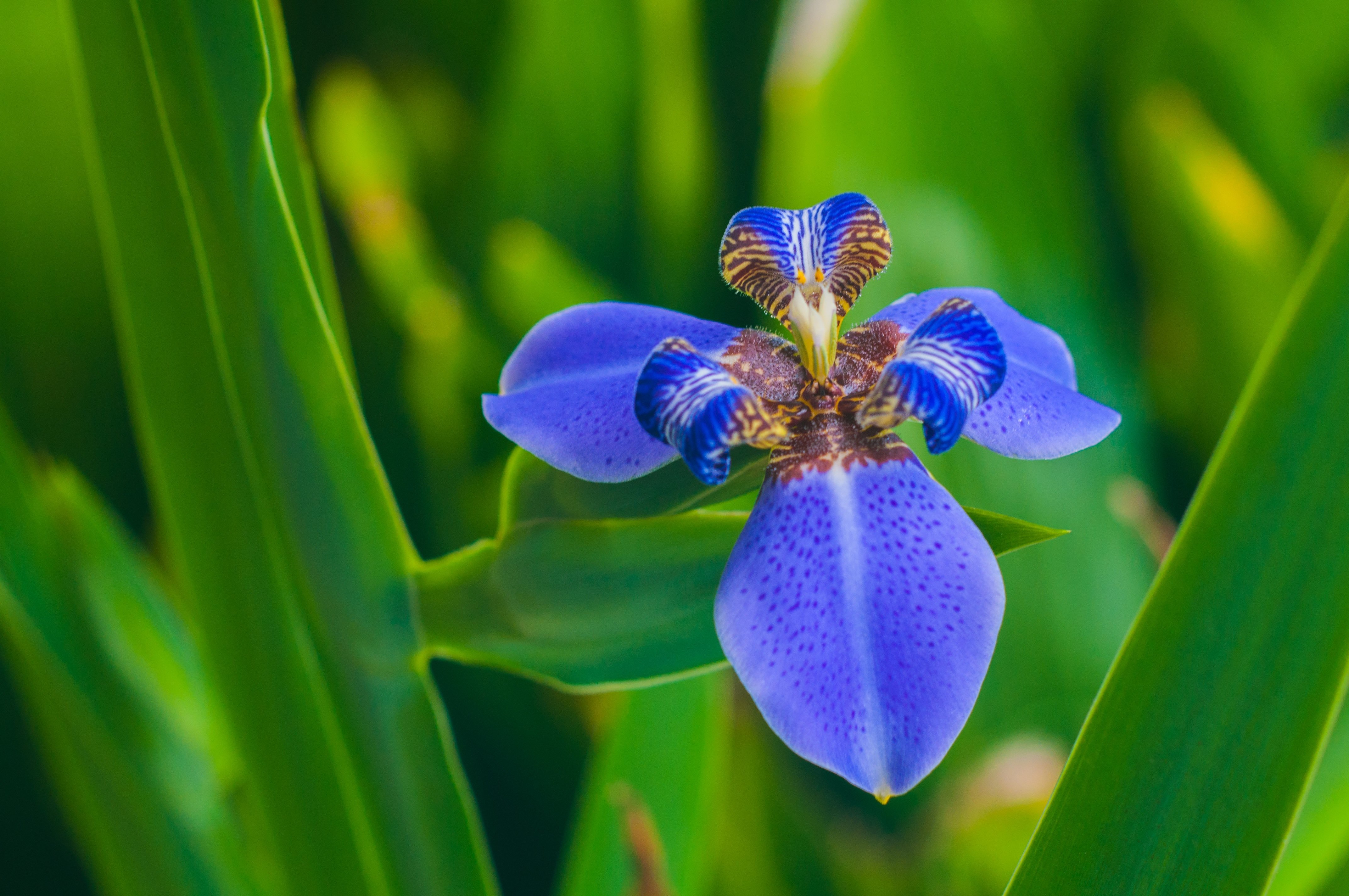 Orchidee-blau-2