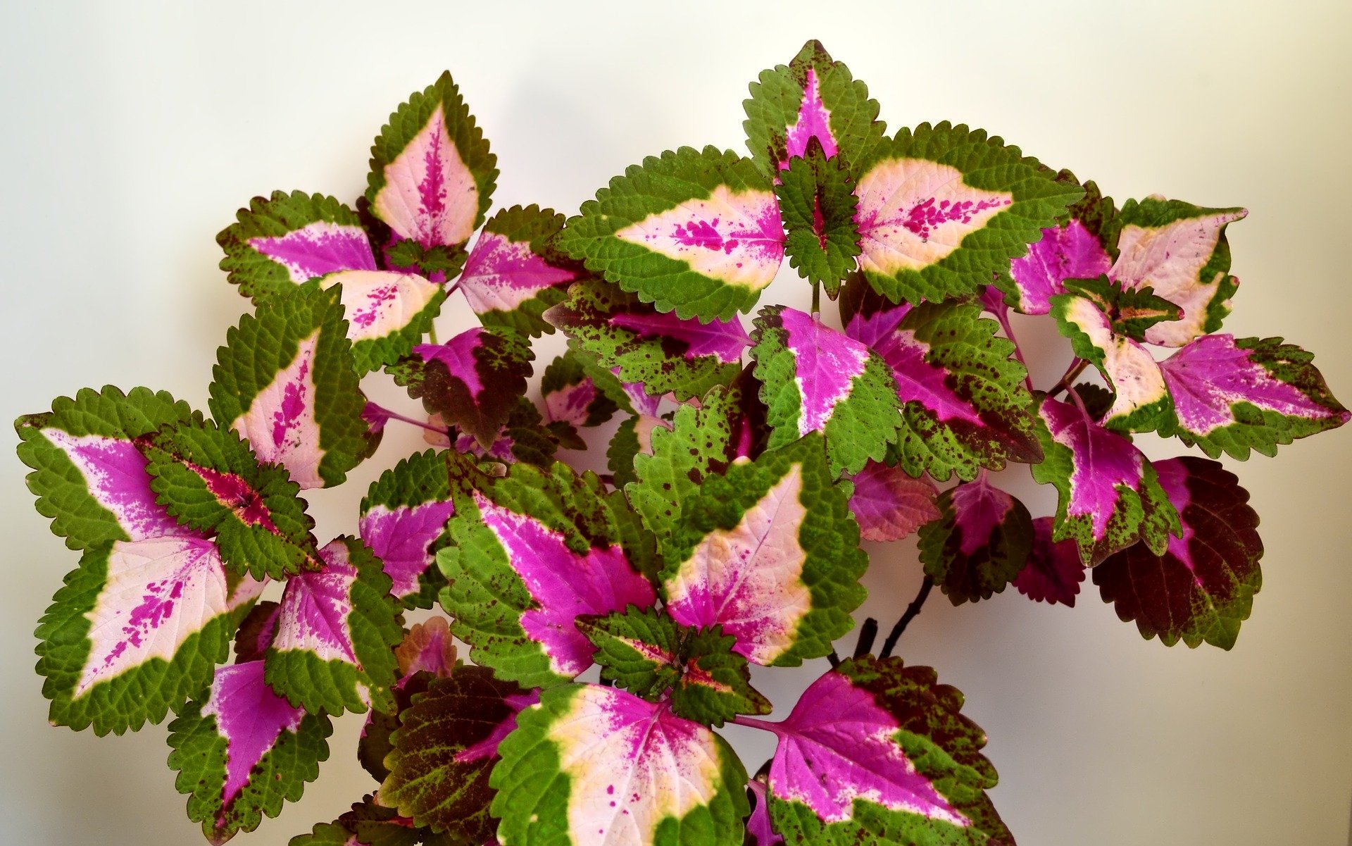 colorful-nettle-2272608_1920-2