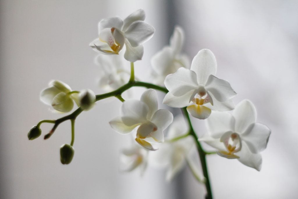 Orchideen können auch von Schildläusen befallen werden.