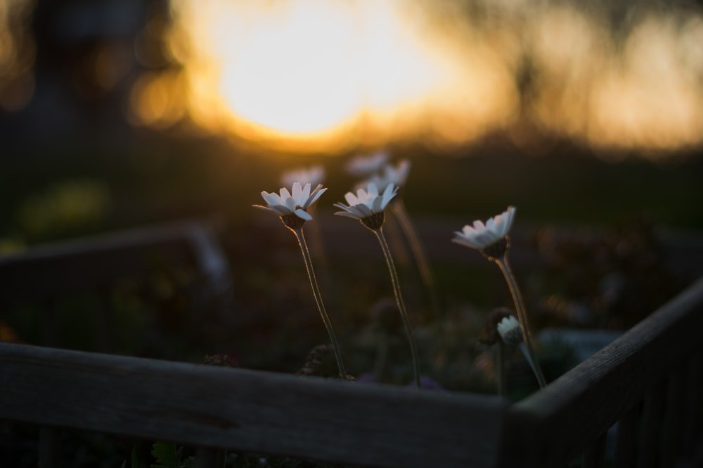 Close-up of several daisies bending towards the setting sun