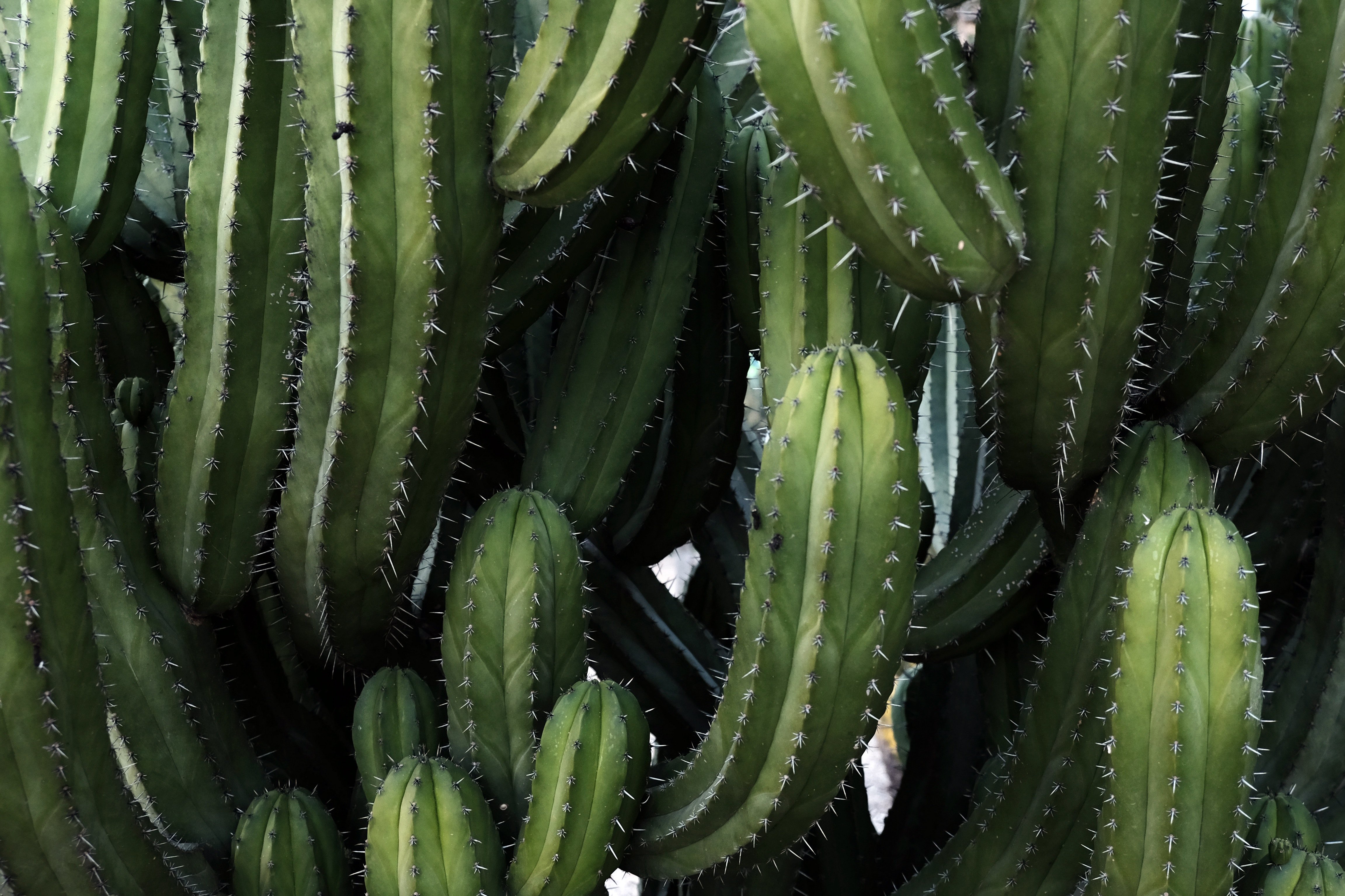 Wolfsmilch Kaktus