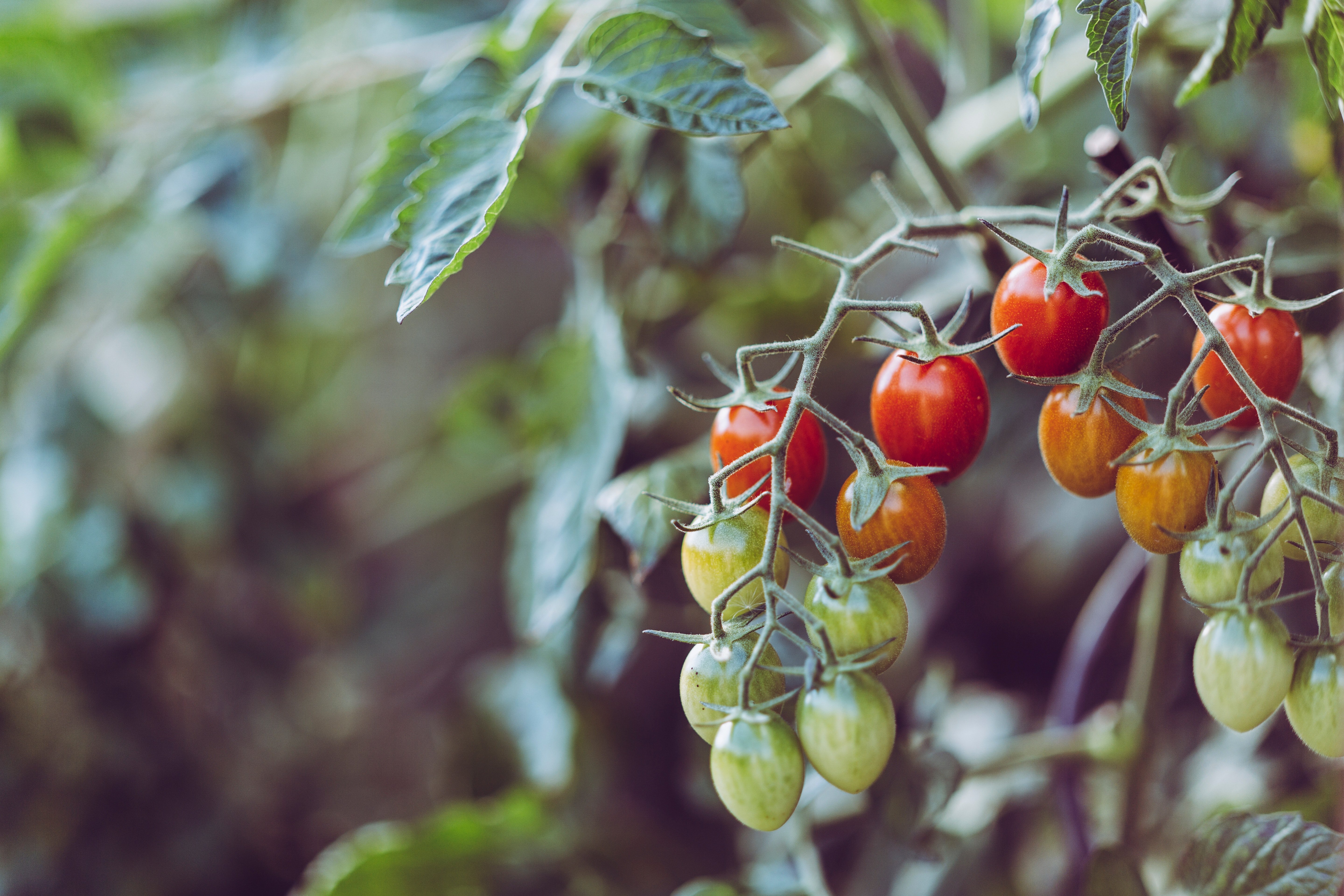 tomatenpflanze-2