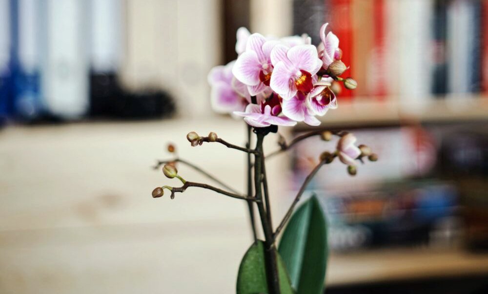 wolllaeuse-bekaempfen-orchidee