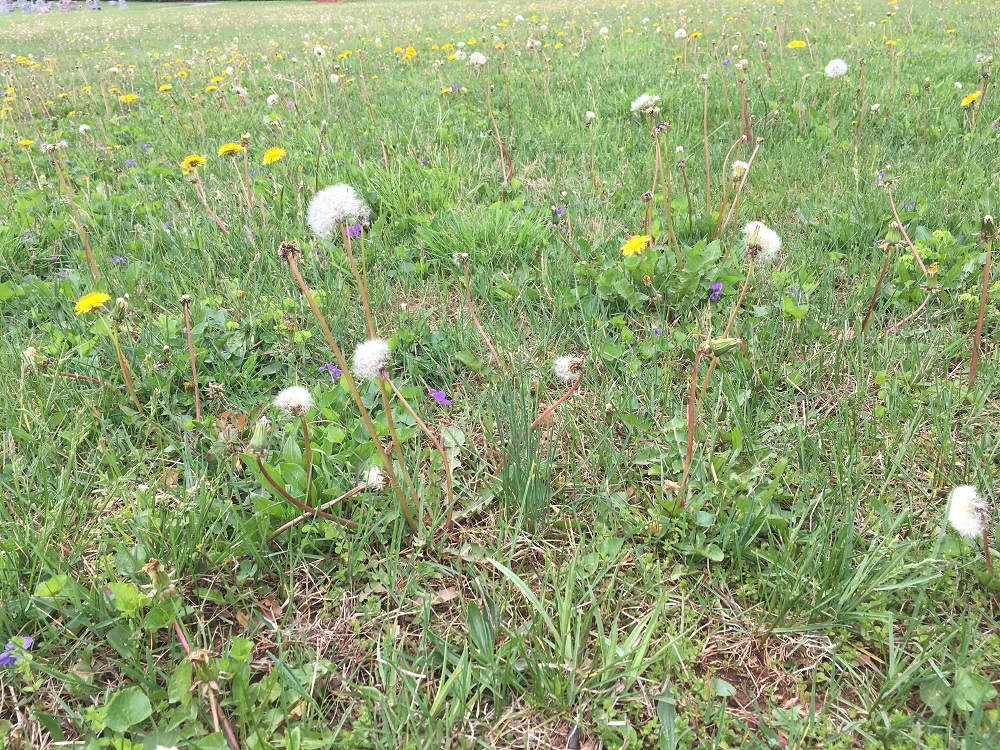 Weed Control Needed Early to Beat Weeds - Virginia Green