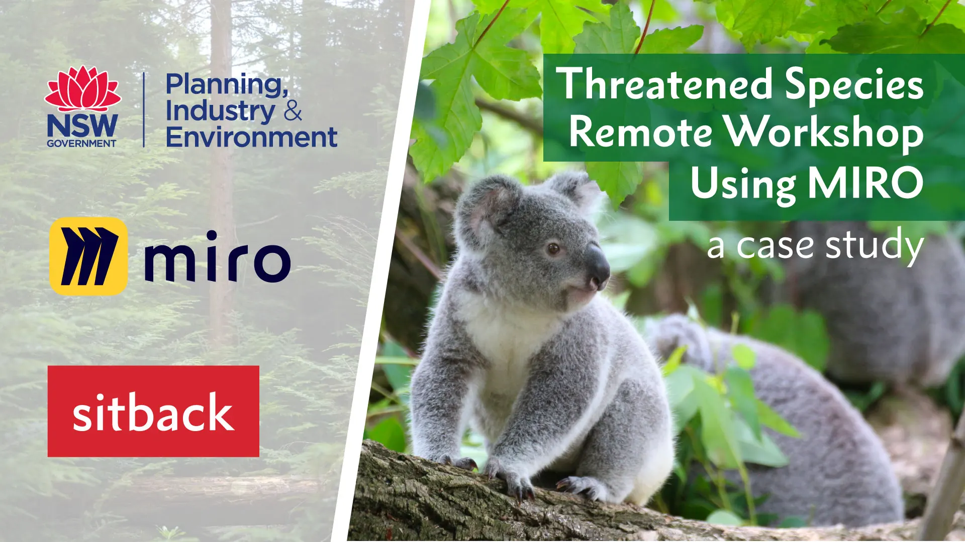 Threatened Species Remote Workshops using Miro