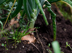 bed-formers-for-vegetables-B