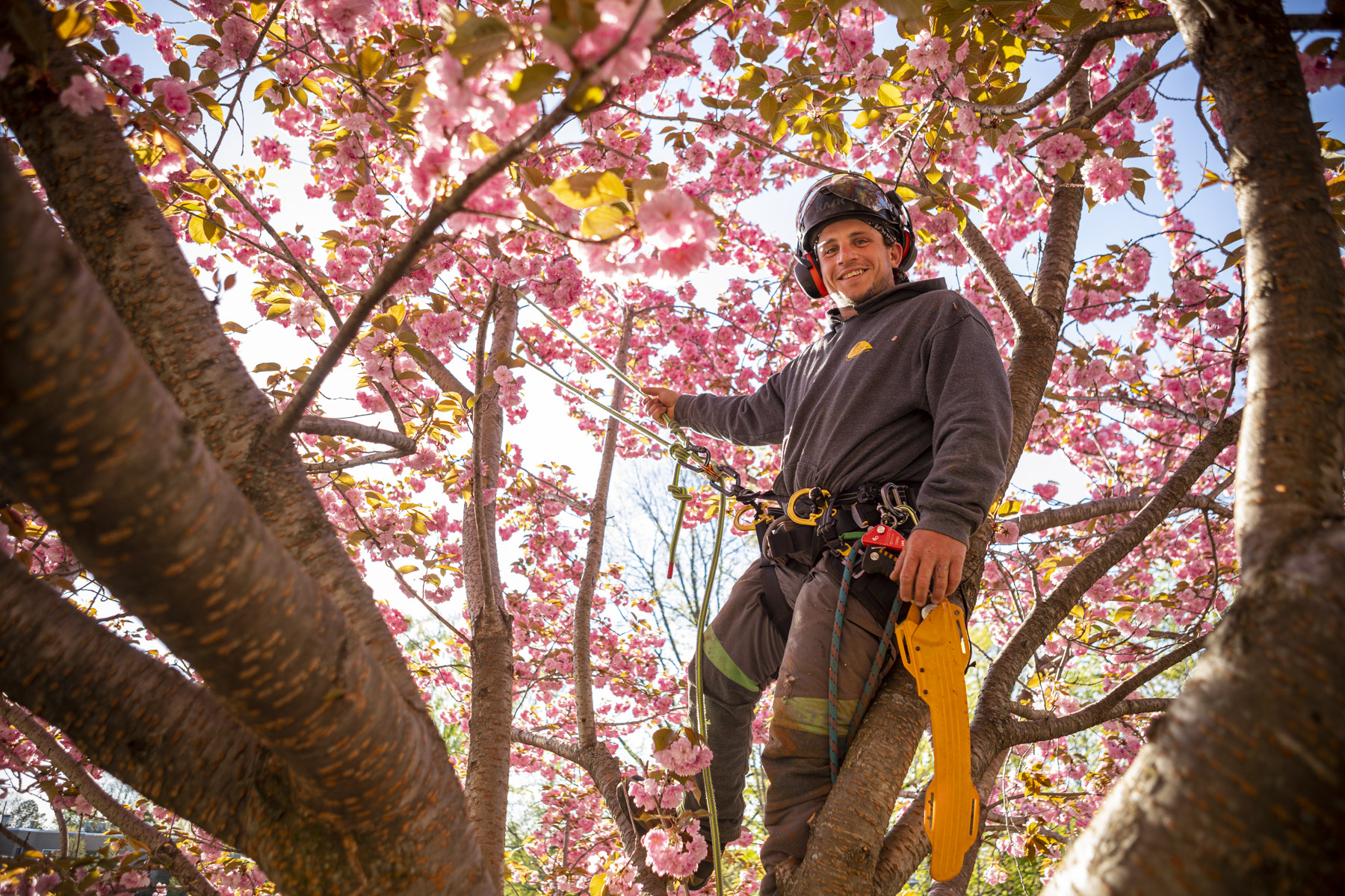 Piedmont Tree Climbing (PTC): Tree Climbing?
