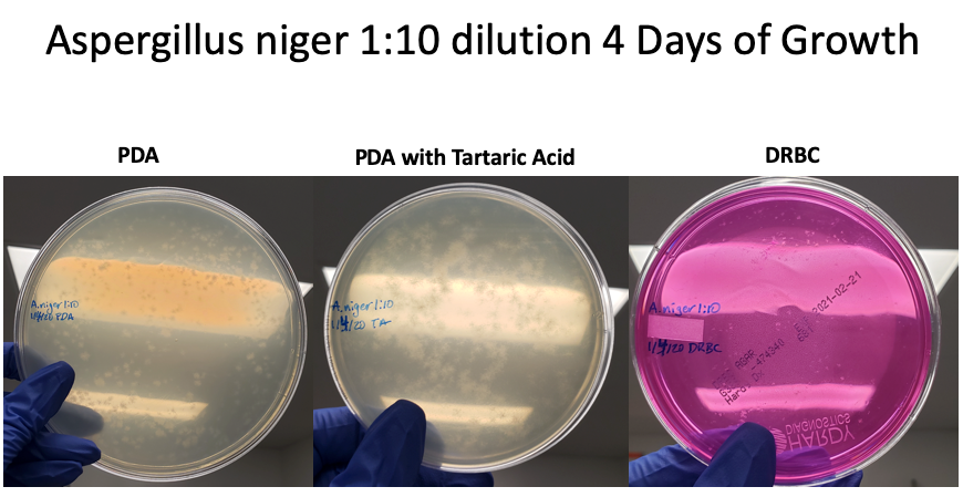 Aniger 1-10 dilution 4 days-1