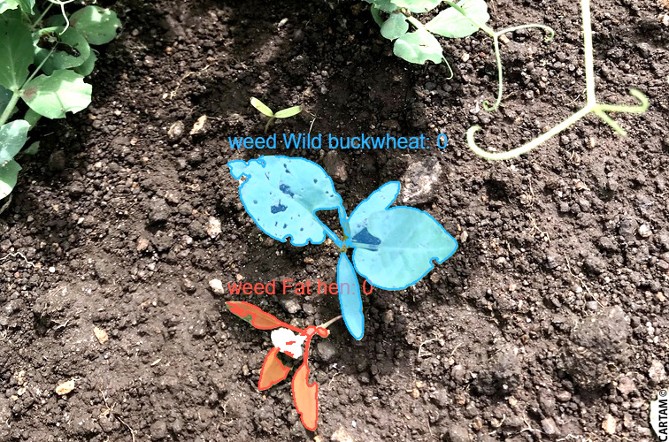 Détection d'adventices sur une production de petits pois