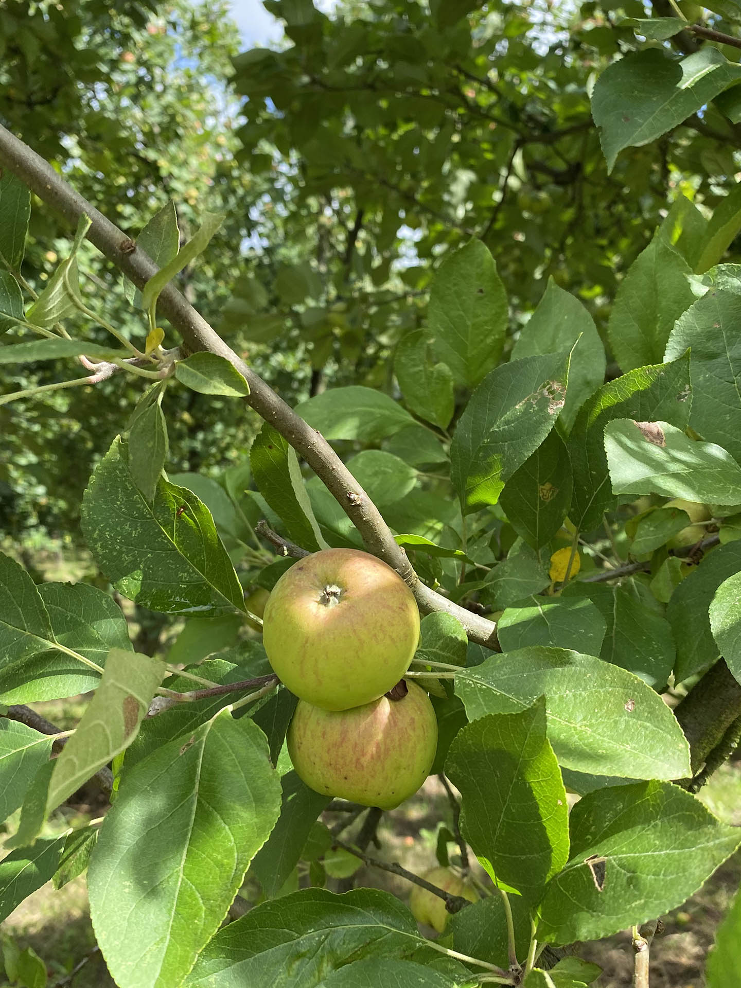 Deux pommes dans un pommier
