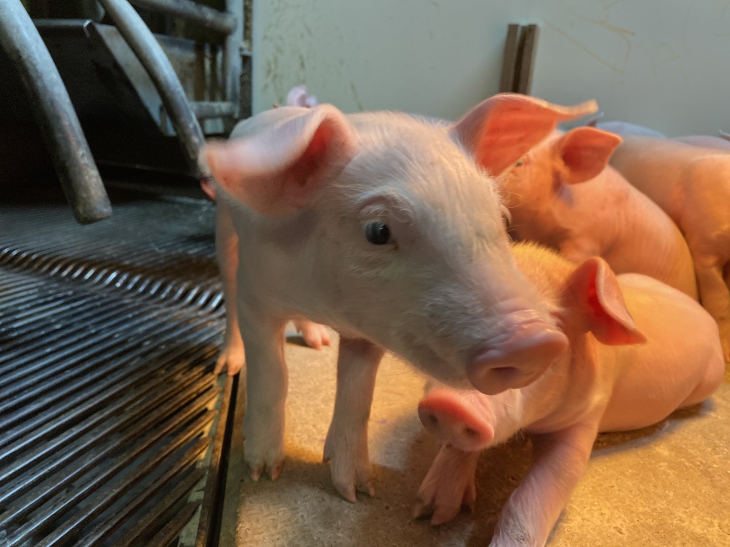 Truie dans une cage d'élevage