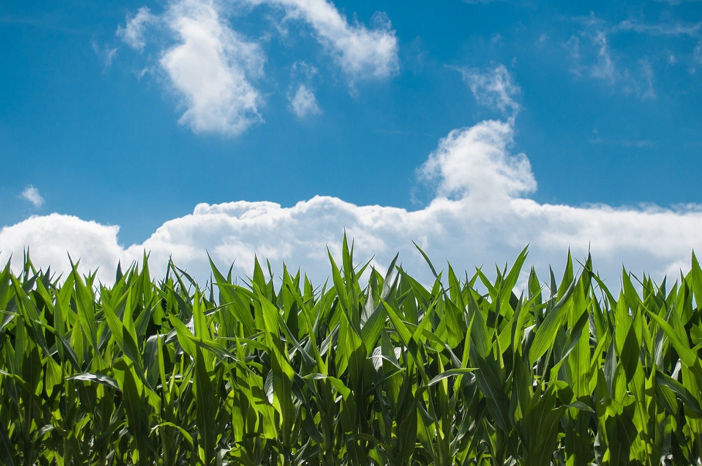 Corn fields