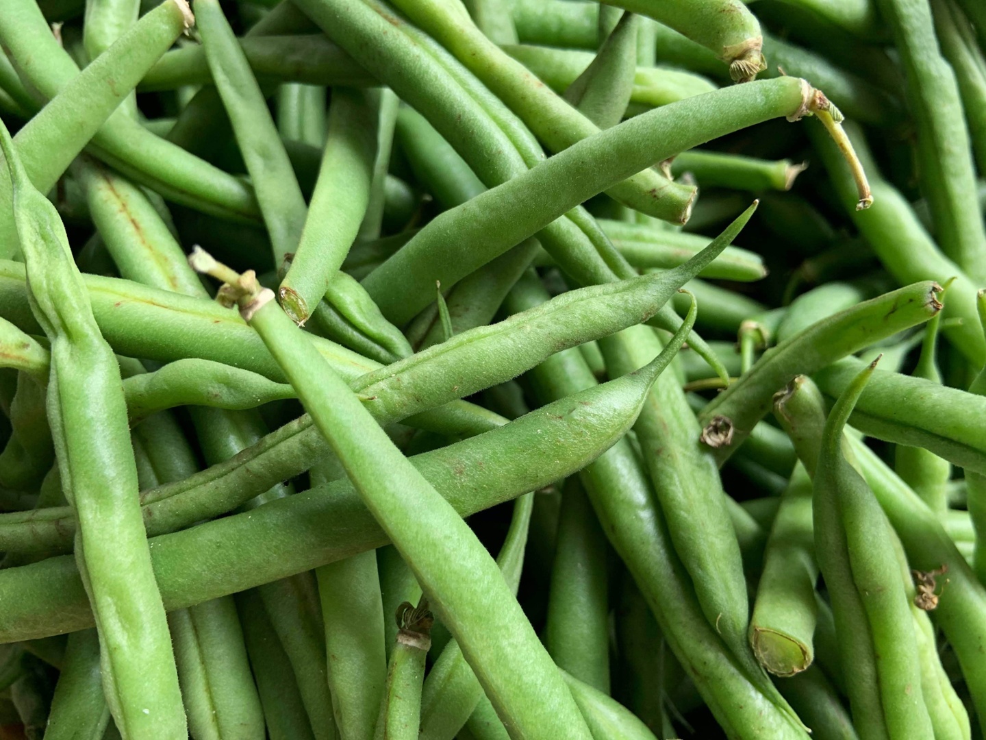 Haricots verts
