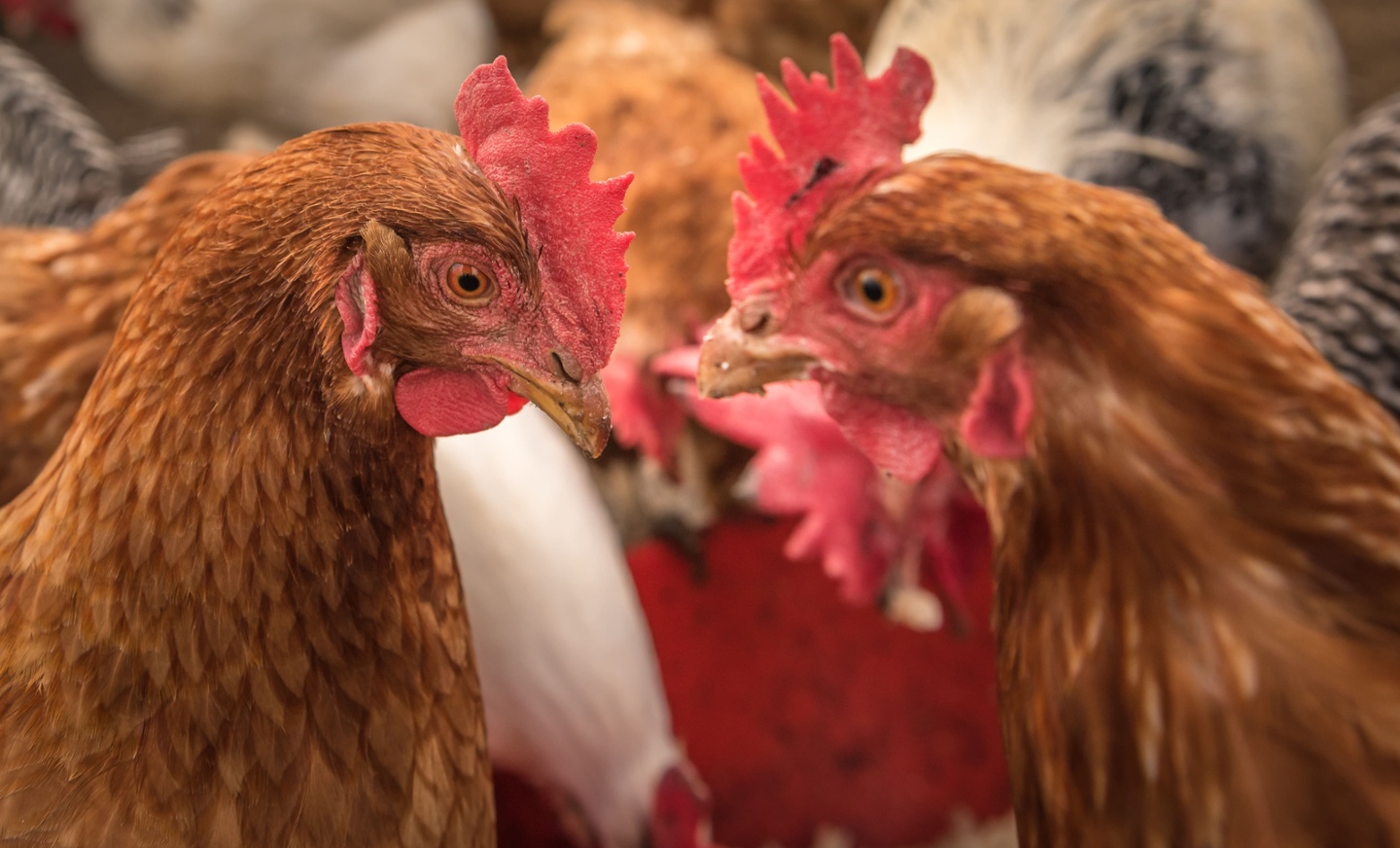 Poules dans un bâtiment d'élevage avicole