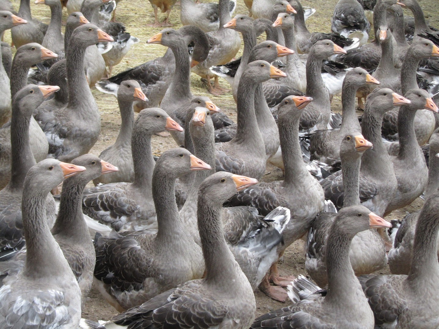 Outdoor geese breeding