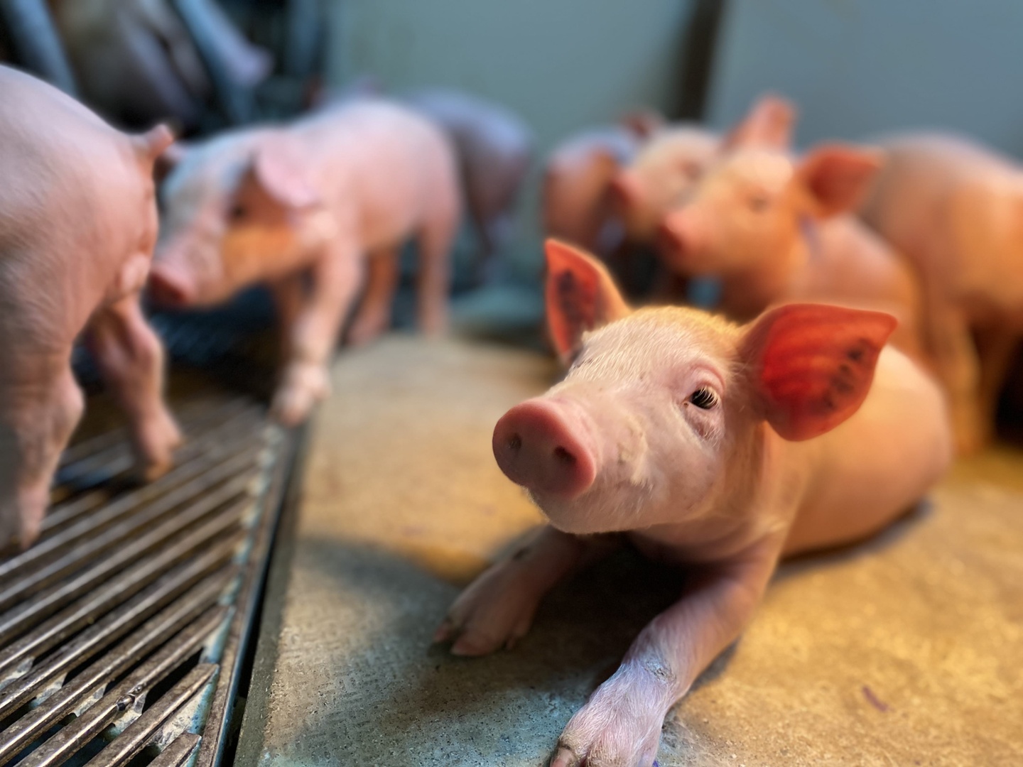 Performances d'élevage de porcs