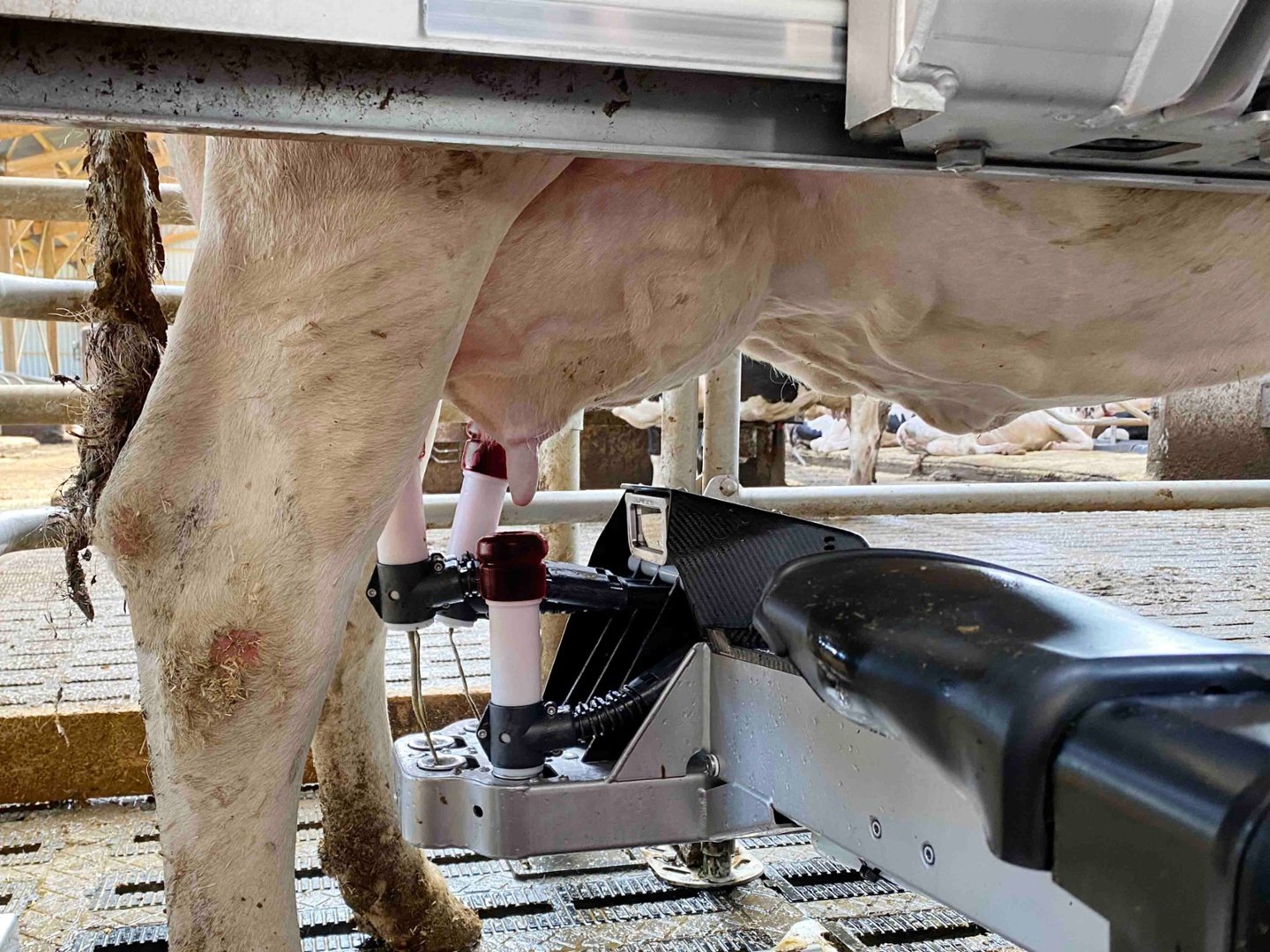 Automatic guidance and extending capabilities in livestock robotics