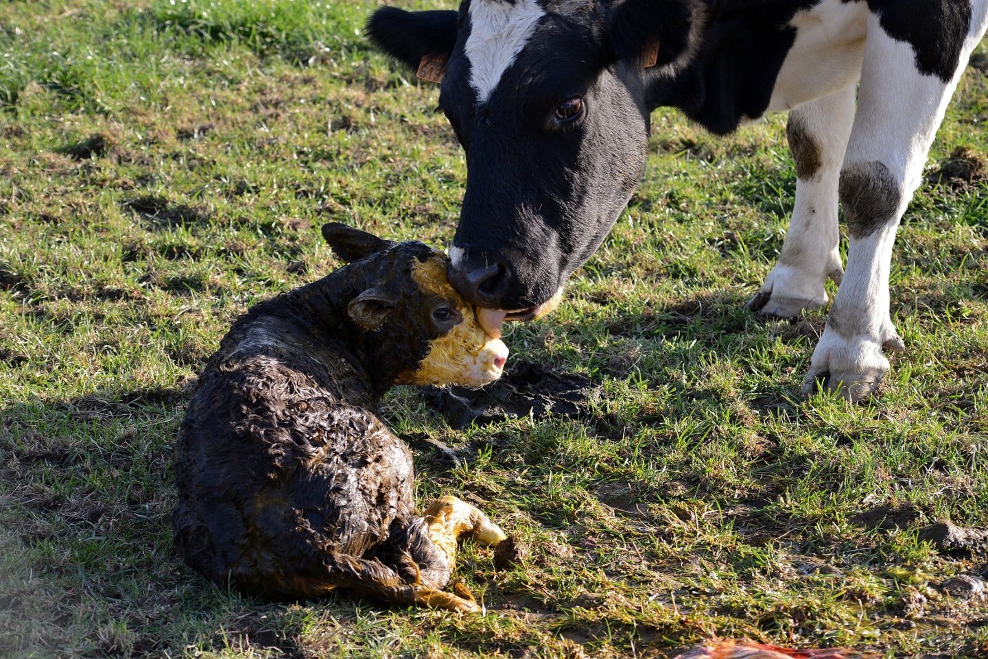 A mother and her calf after calving