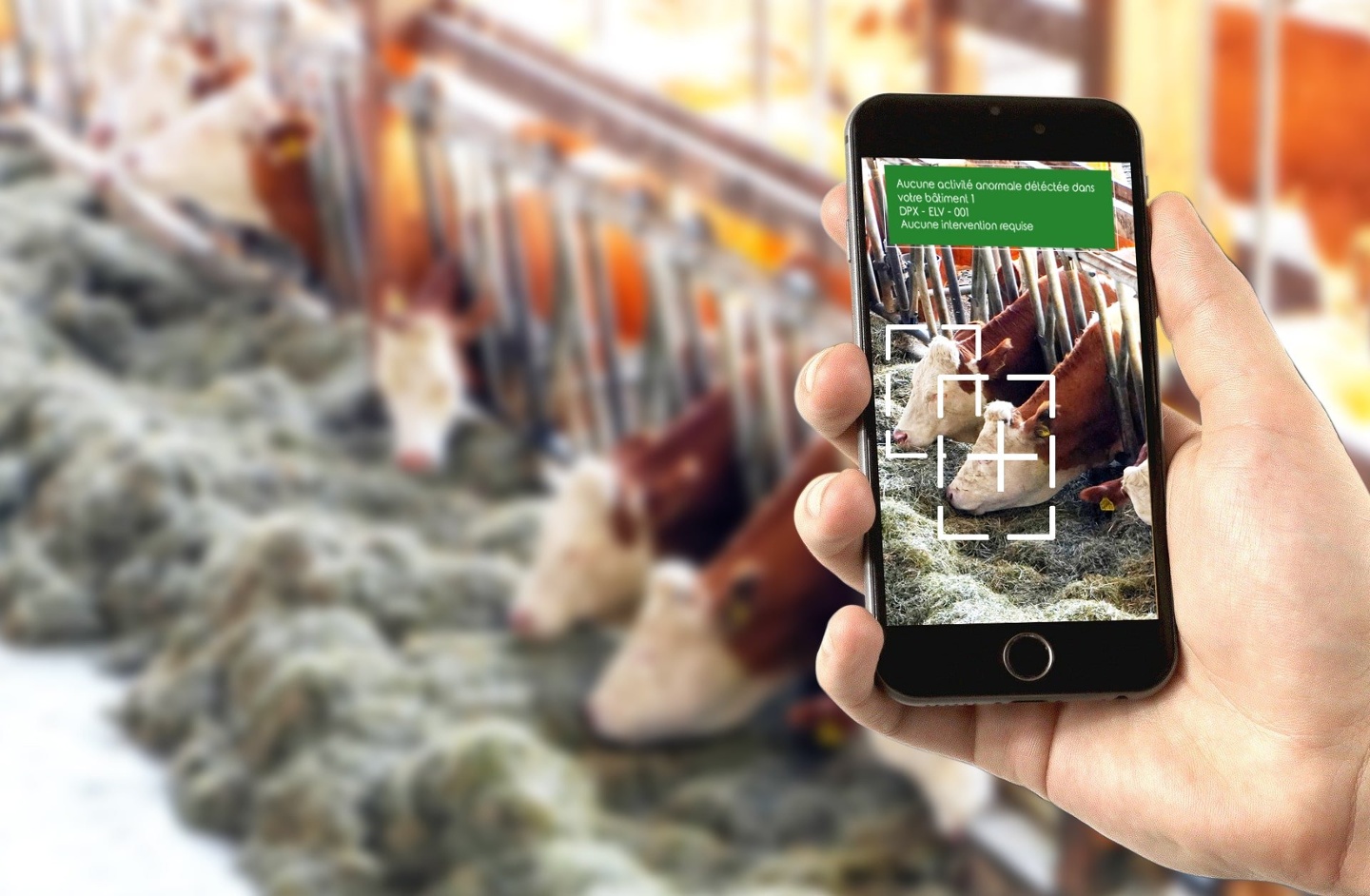 Surveillance automatique de vaches sur smartphone