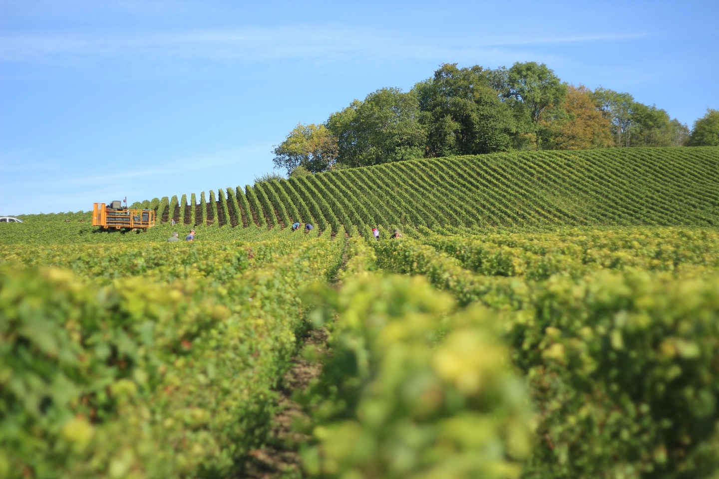 Engin agricole dans un champ de vignes