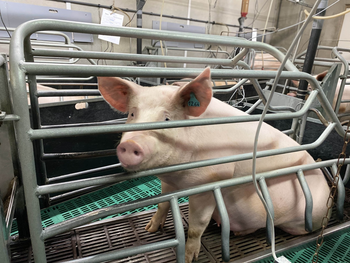 Truie dans une cage d'élevage