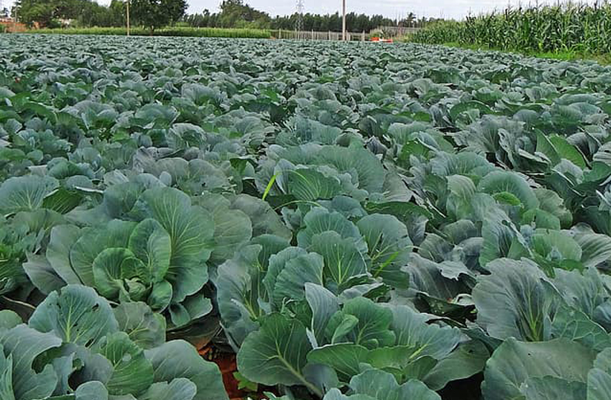 Choux dans un maraîchage