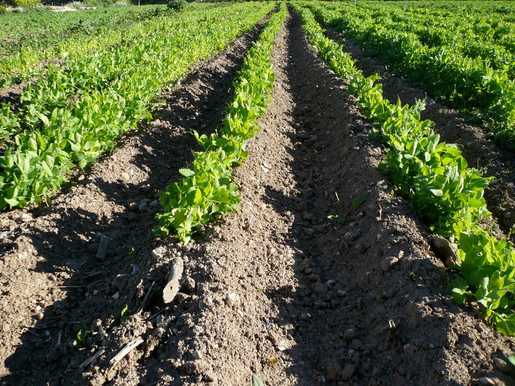 maraichage_petits-pois