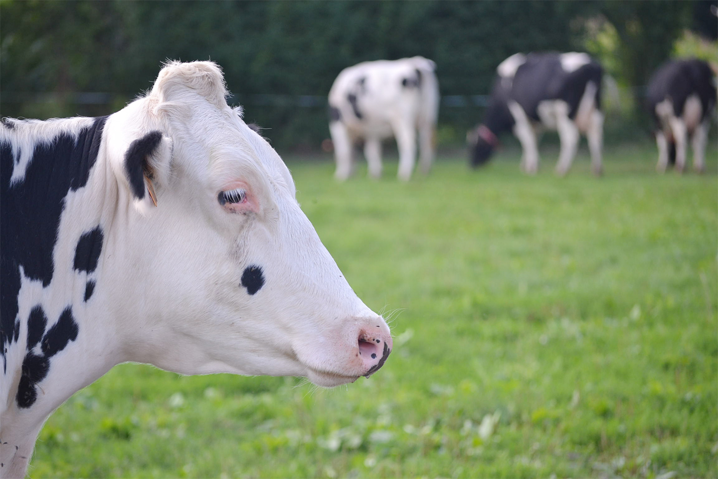 Grazing of prim'holstein cows